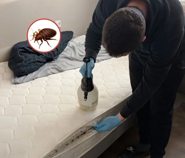 Technicien traitant un matelas contre les punaises de lit à Nointel